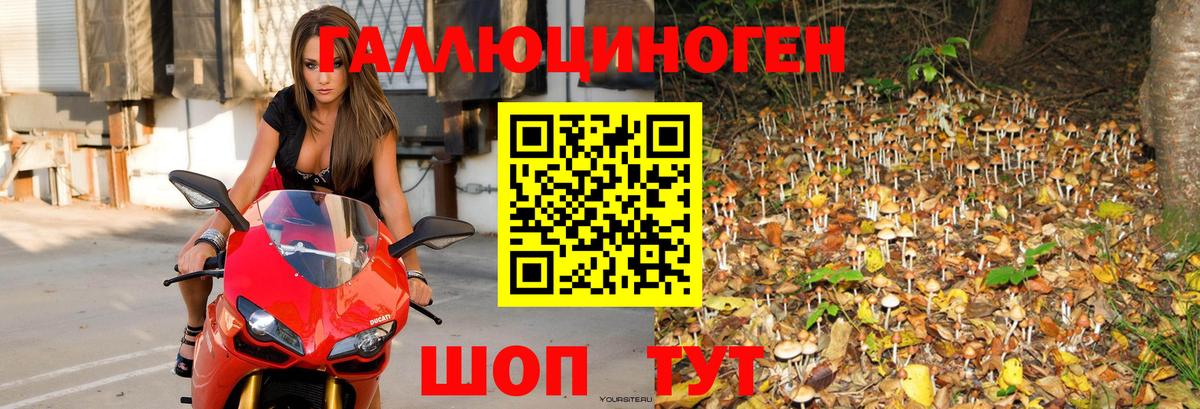 Псилоцибиновые грибы Cubensis Богданович